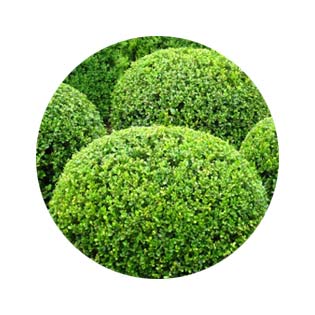 Shrub Care Shrub Care