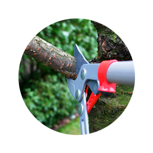 Tree Services Tree Services